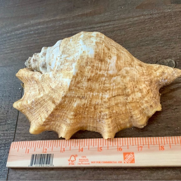 Big Sea Shell - Picture 6 of 12